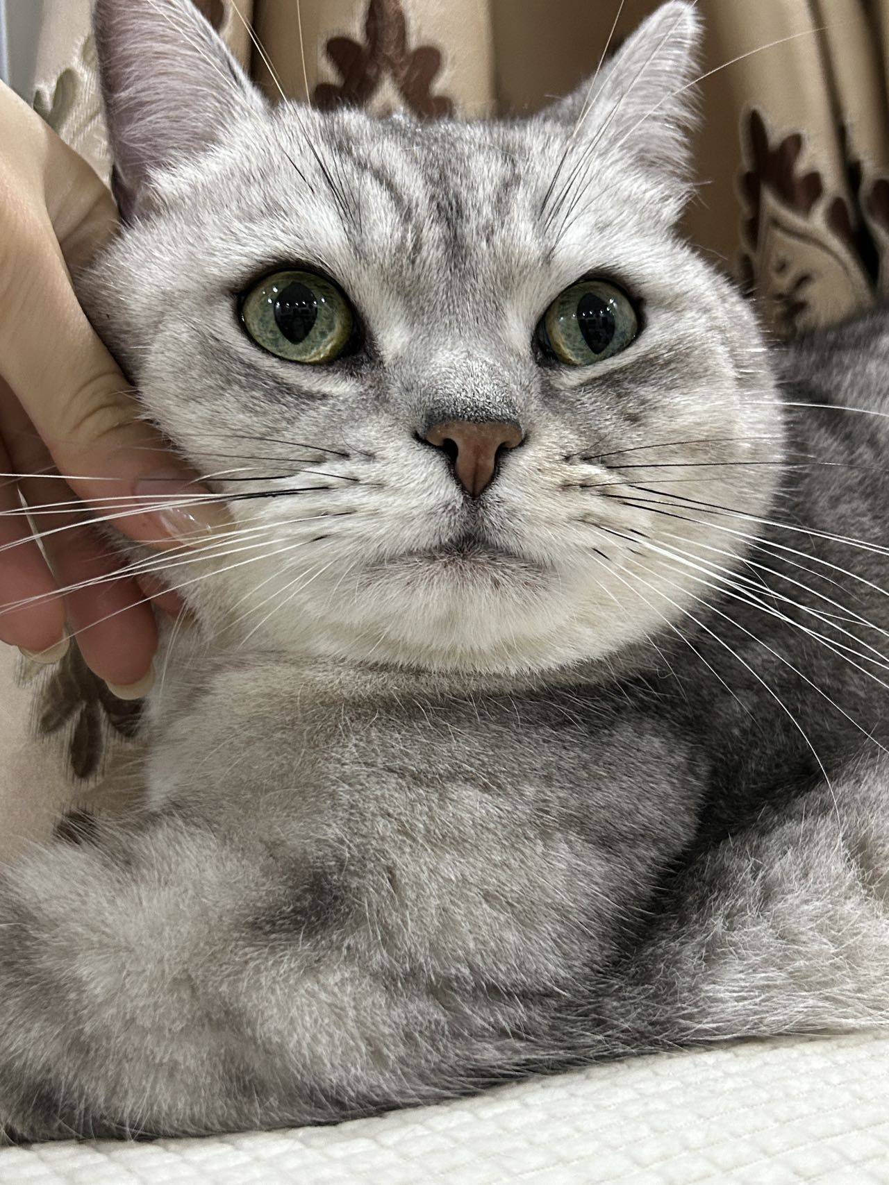 jessie