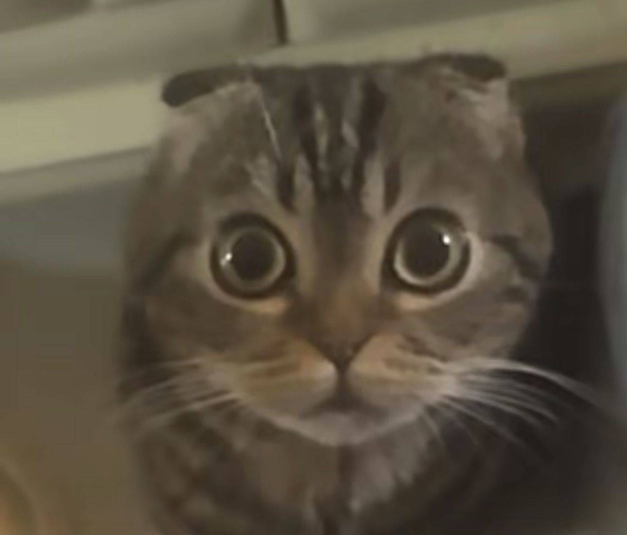 璟