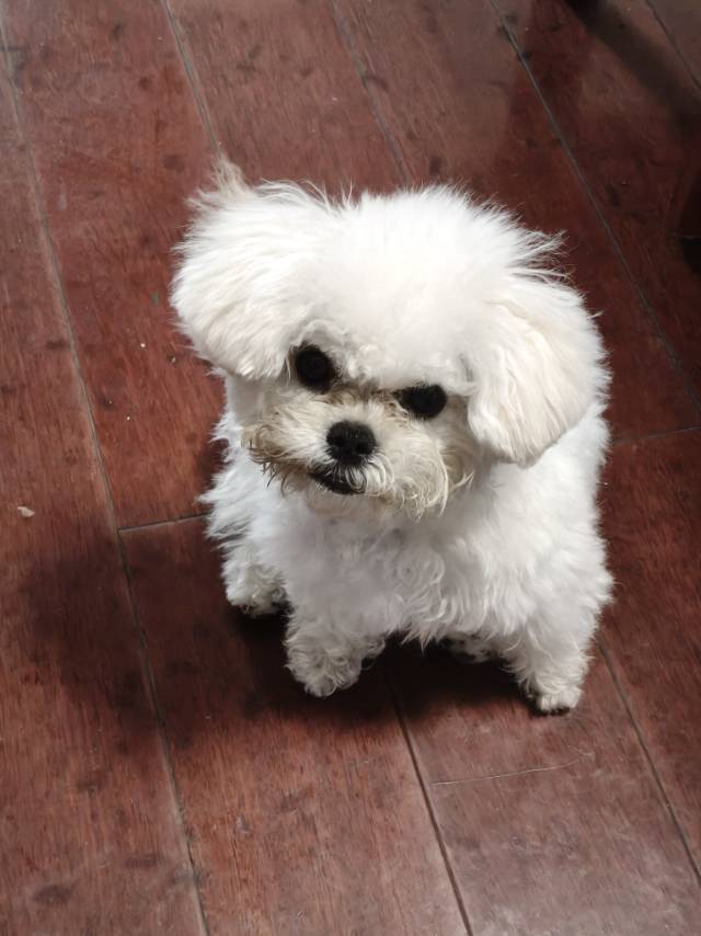 雪糕