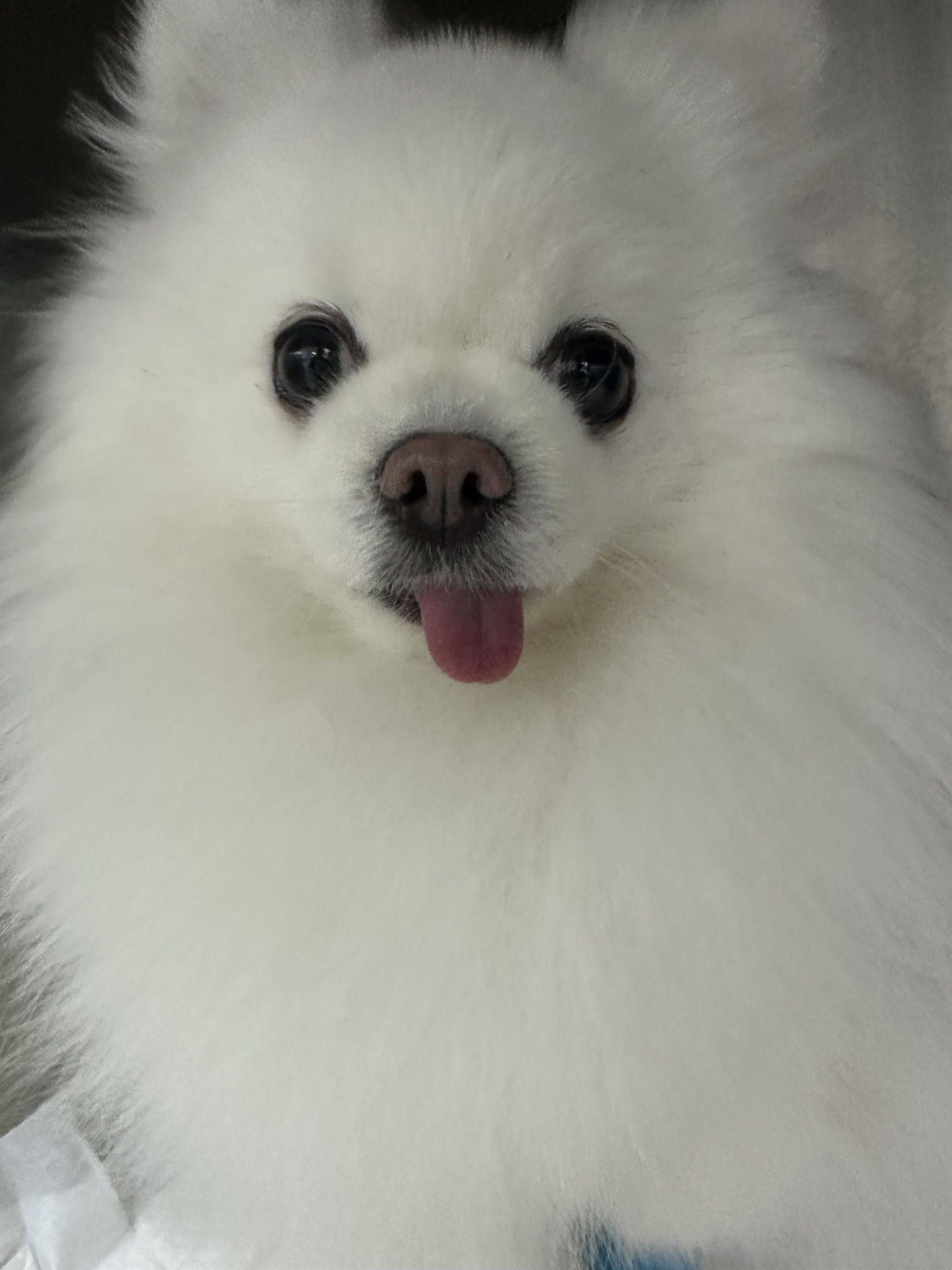 Q比的家
