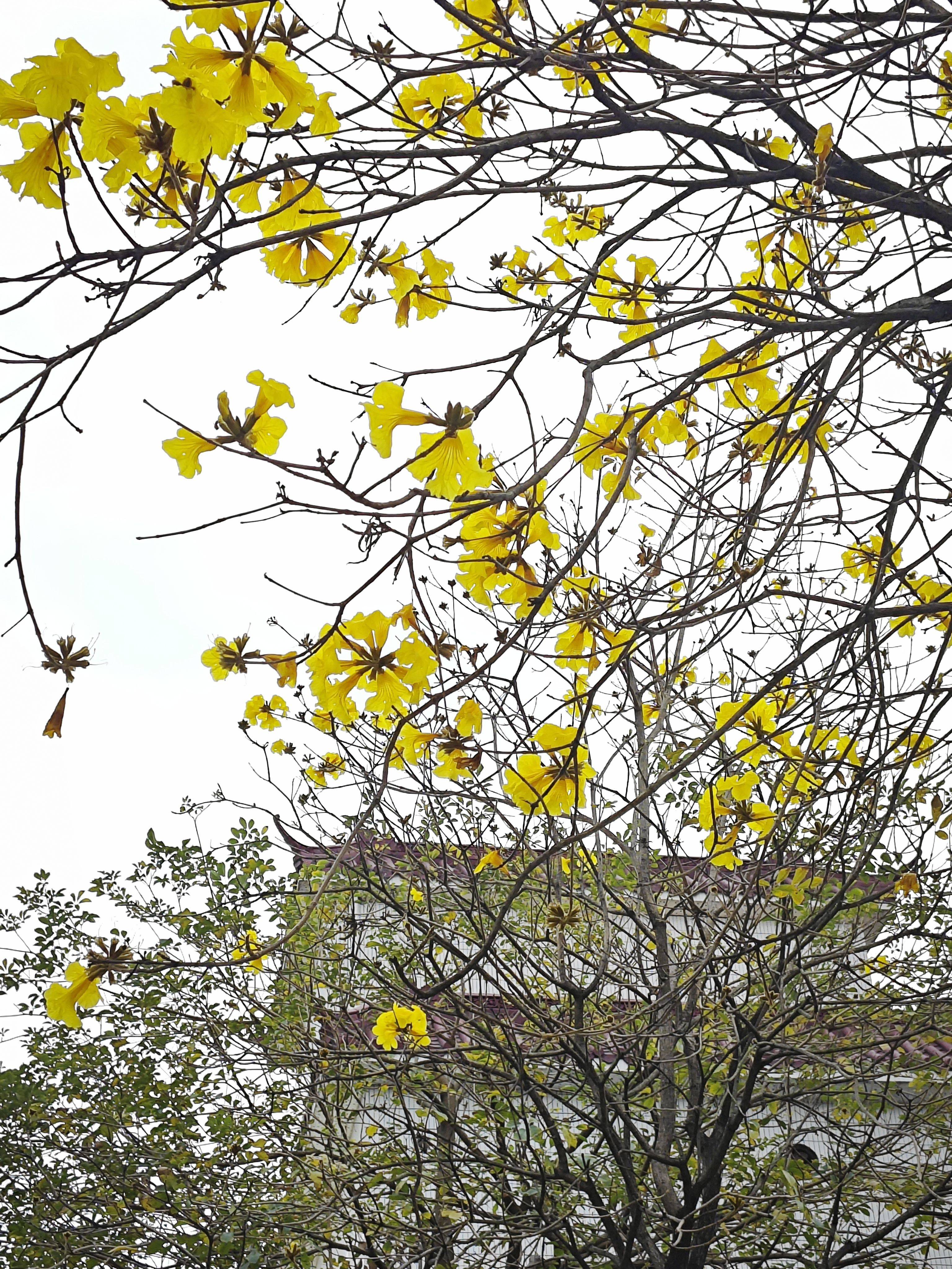 佛山禅城南庄新房直租