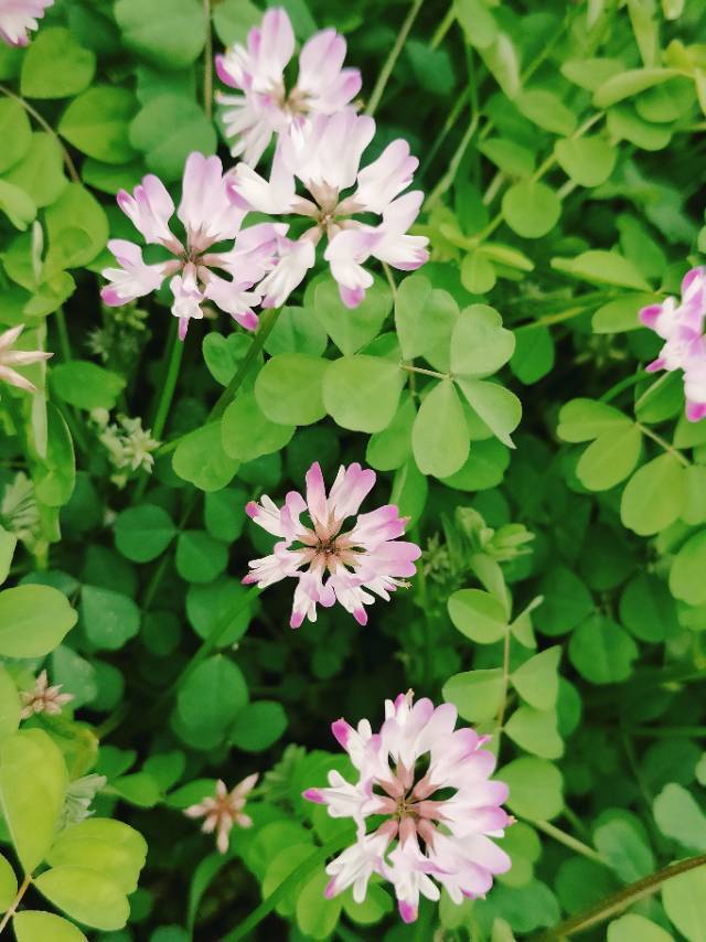 苦丁茶