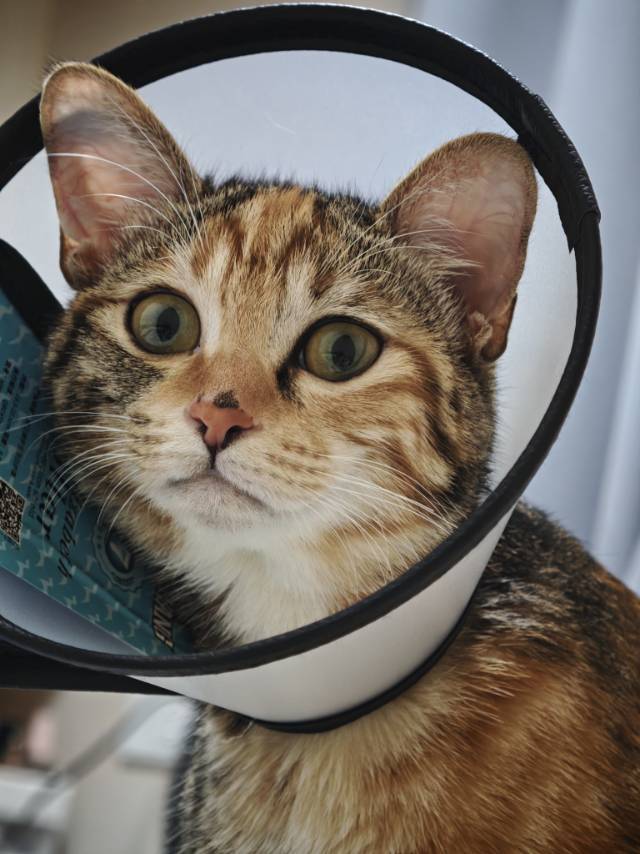 肥猫拖咪
