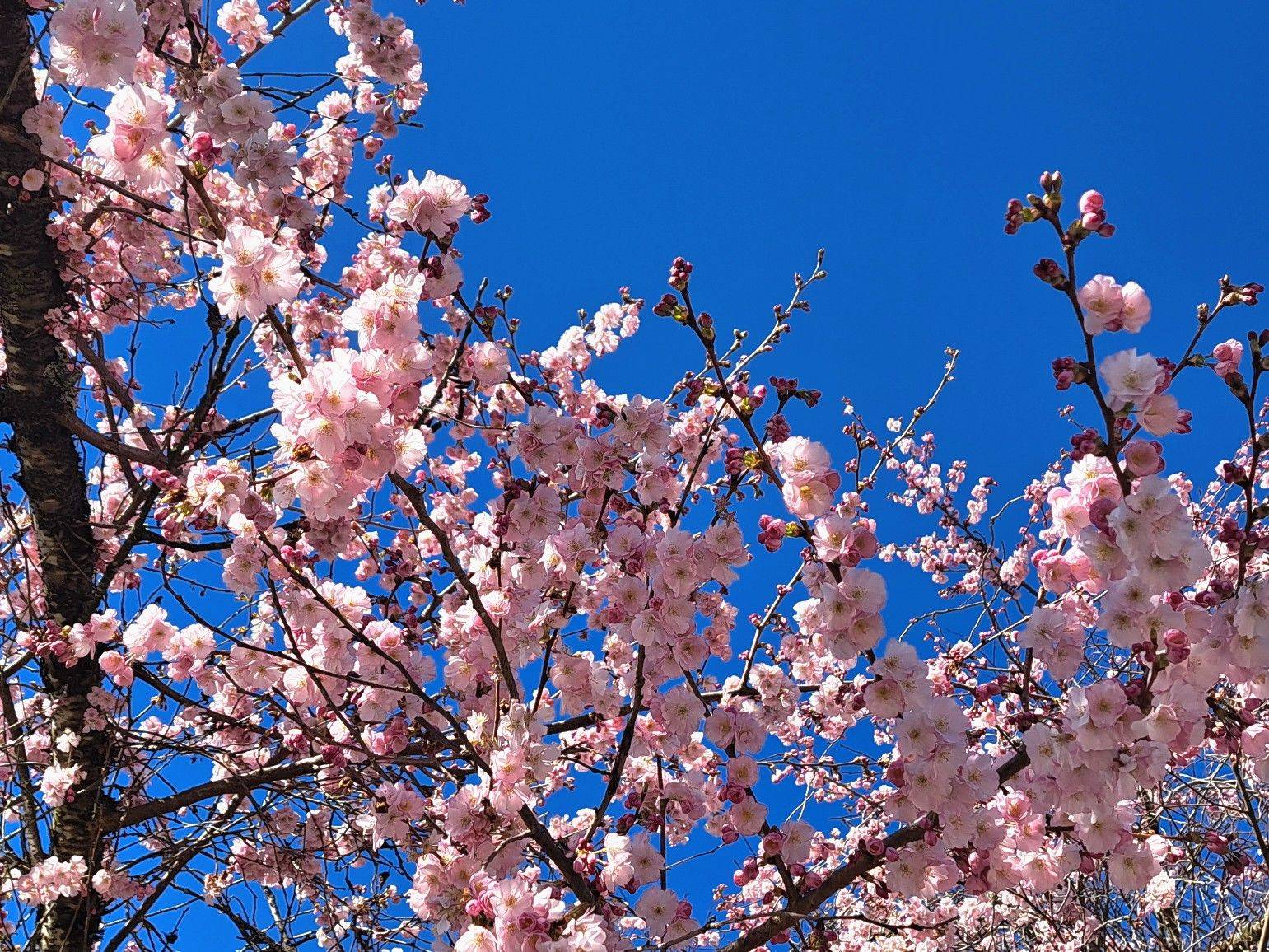 来咯来咯，Ying房东直租来咯！