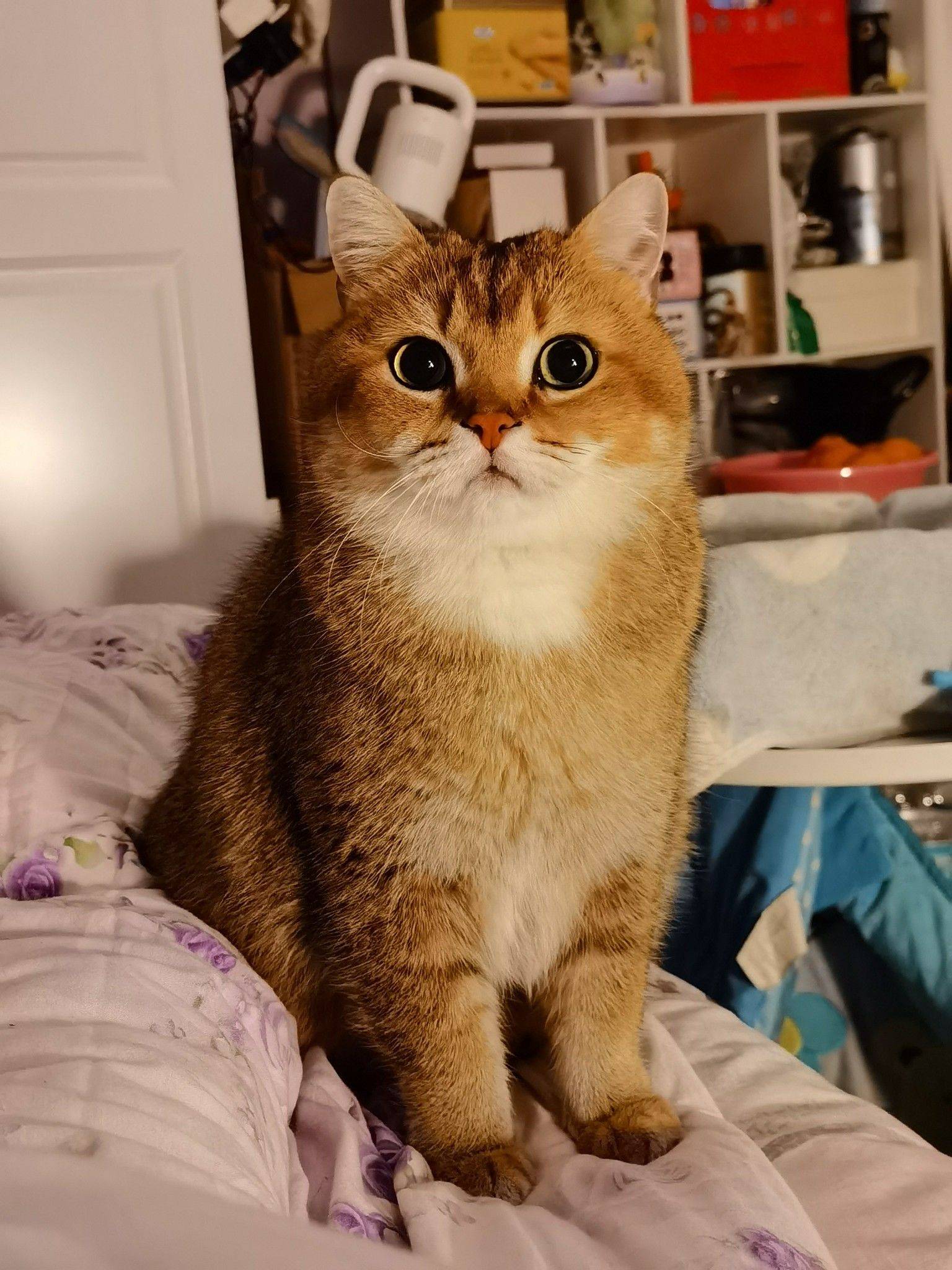 Daisy