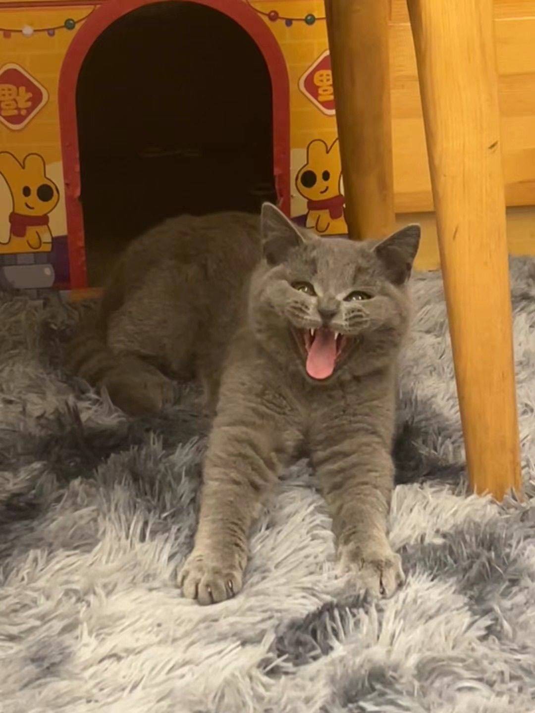 碎冰冰
