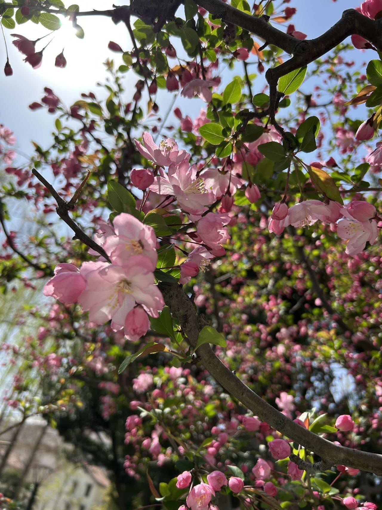 芒果干