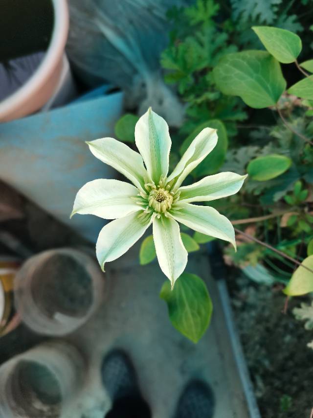 佛系