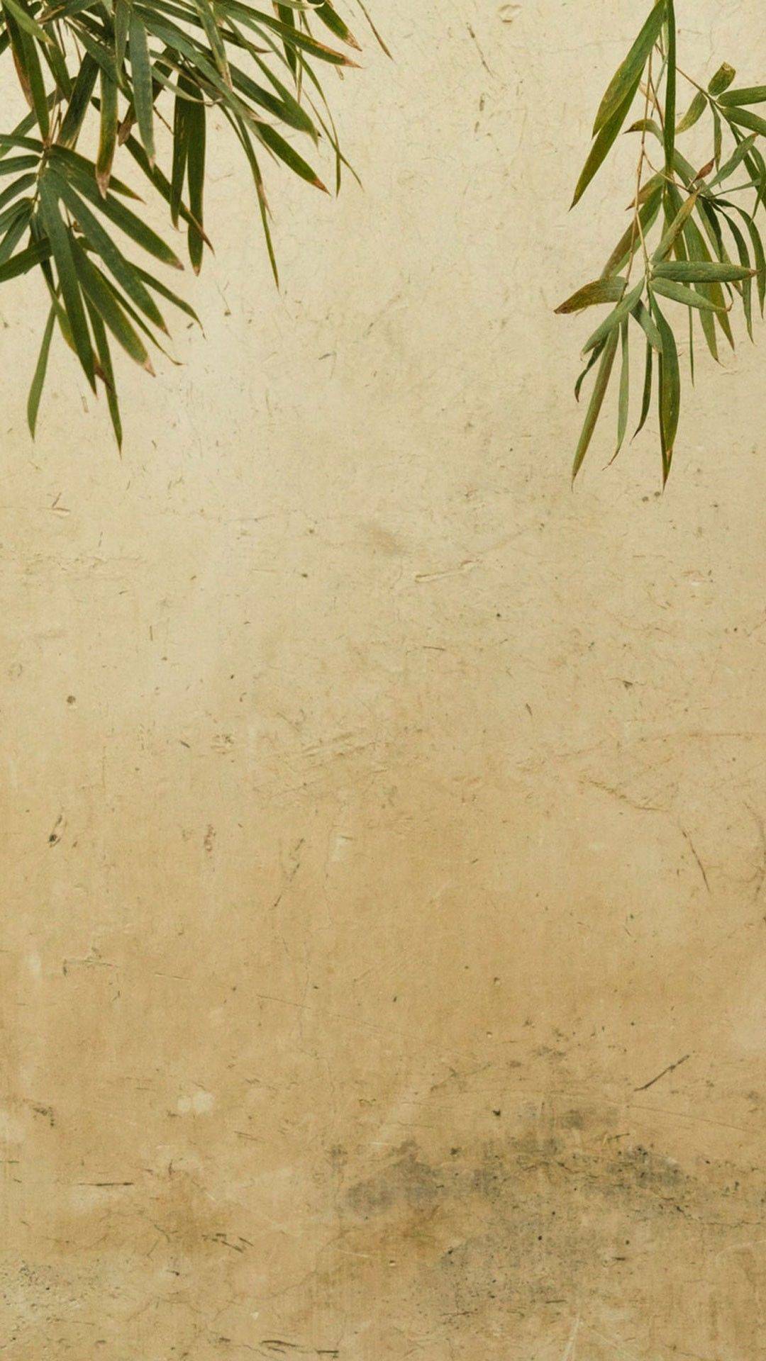 阿苏