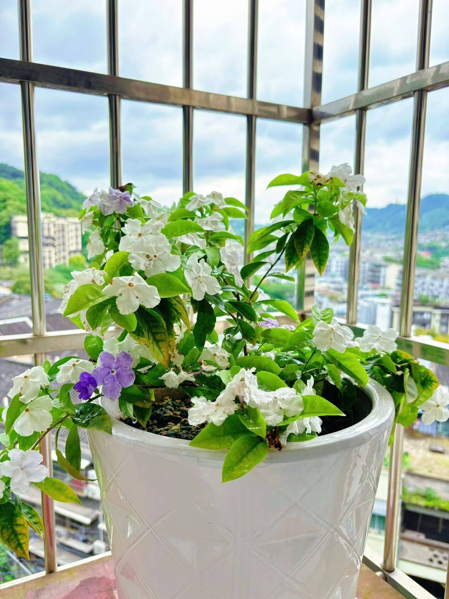 摸鱼求生花生米