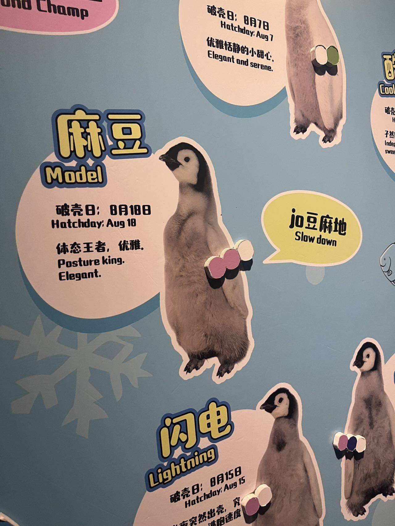我是炒蛋