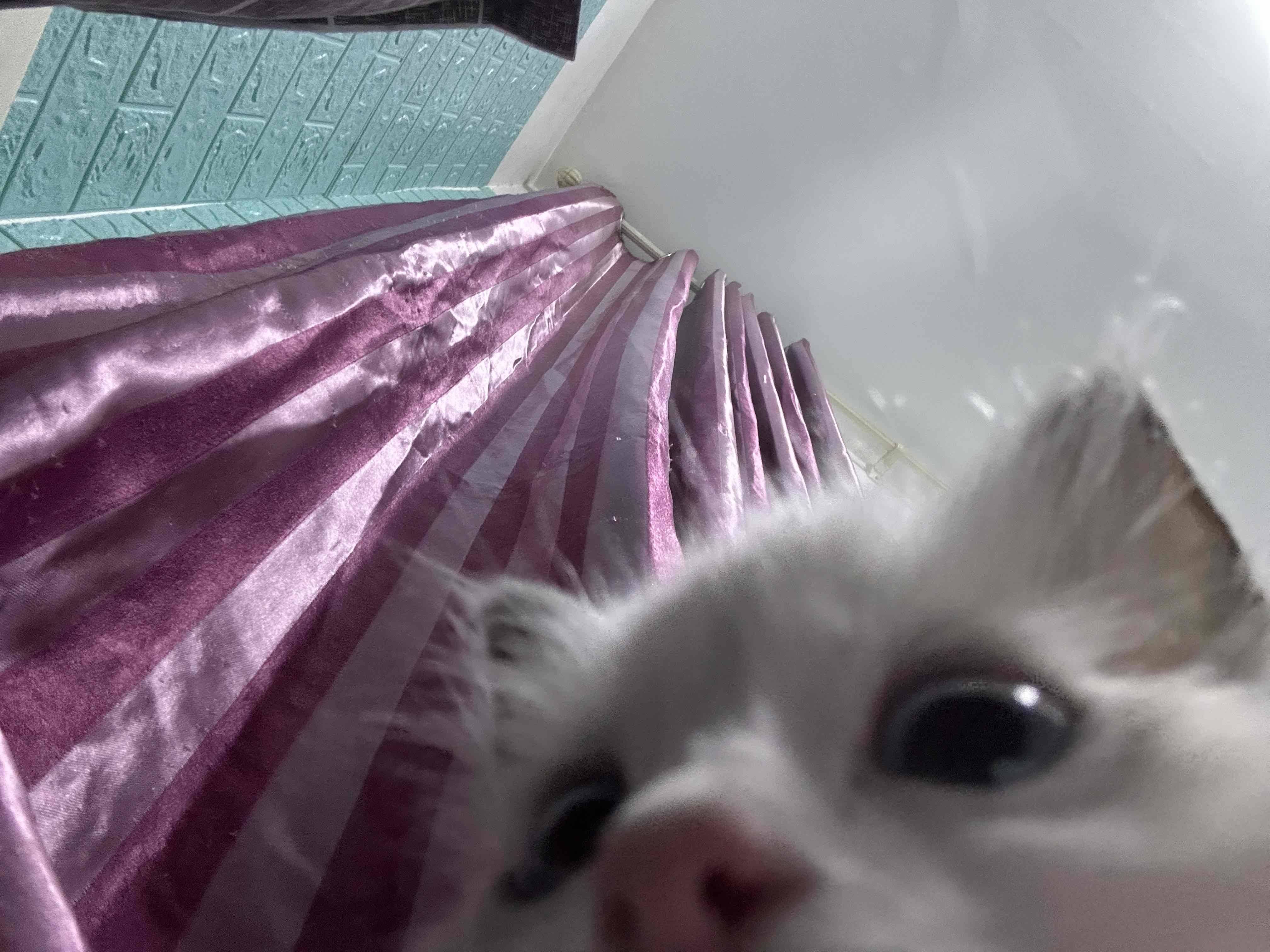 芦苇