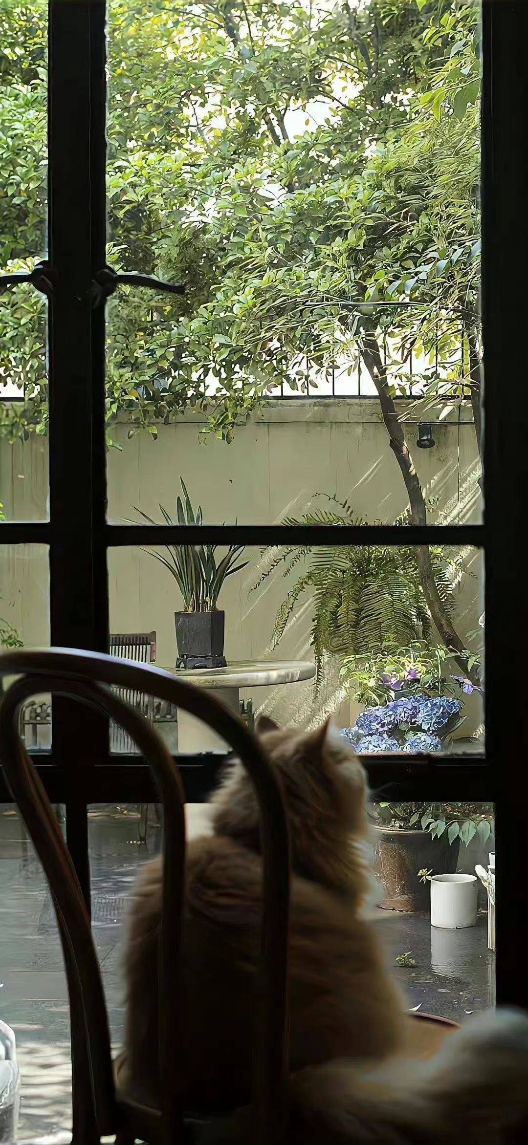 芳心纵火犯