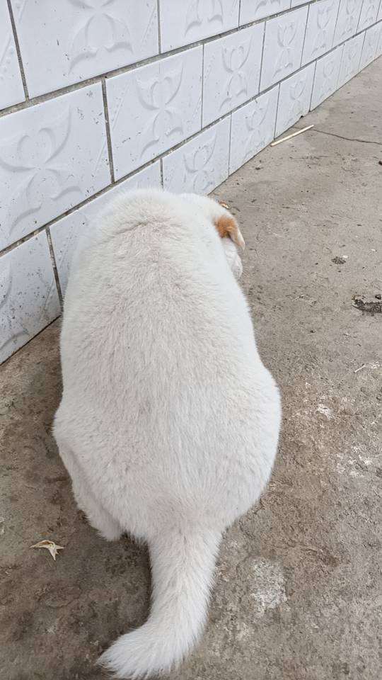 小胖子