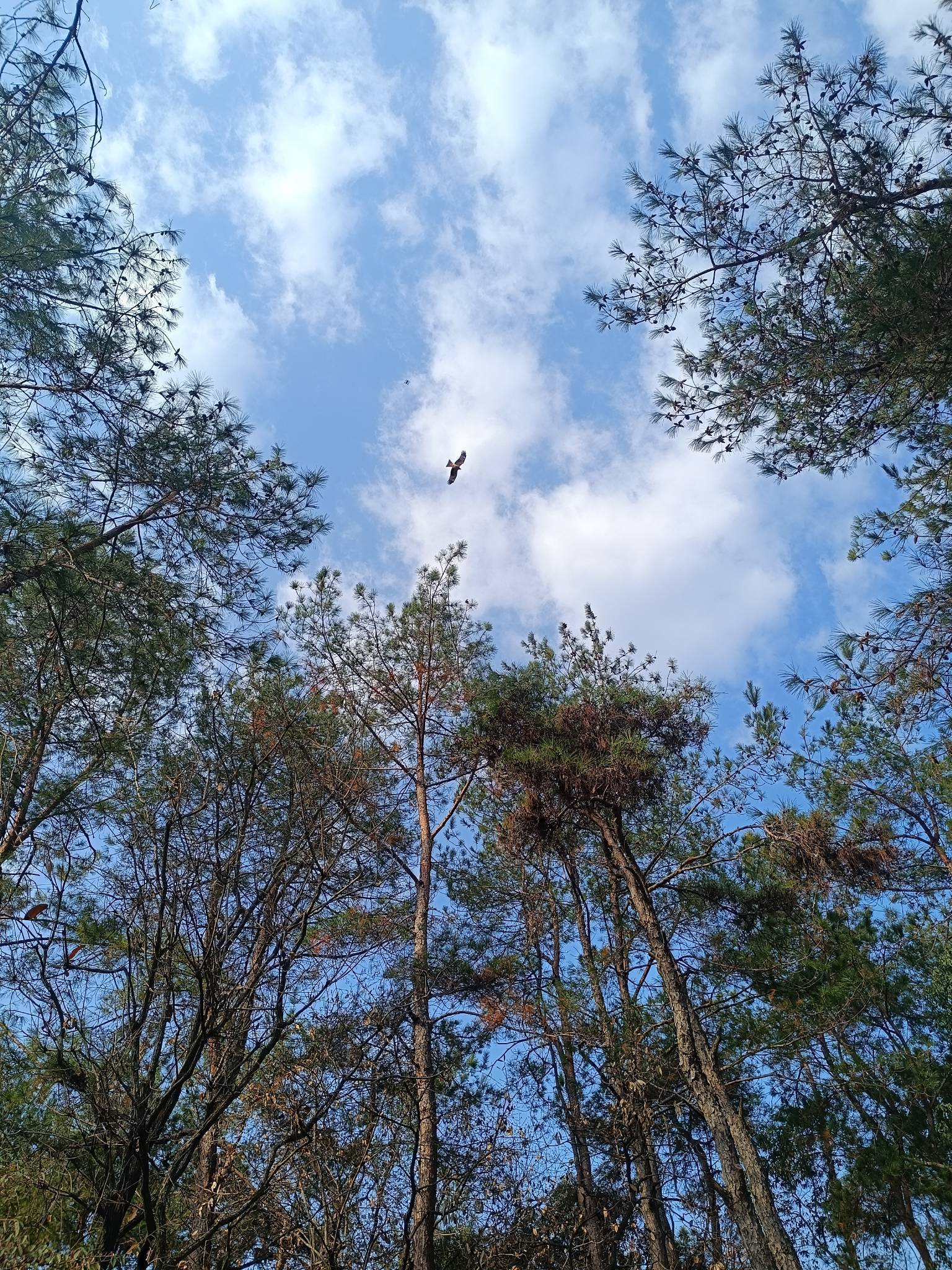努力的80后