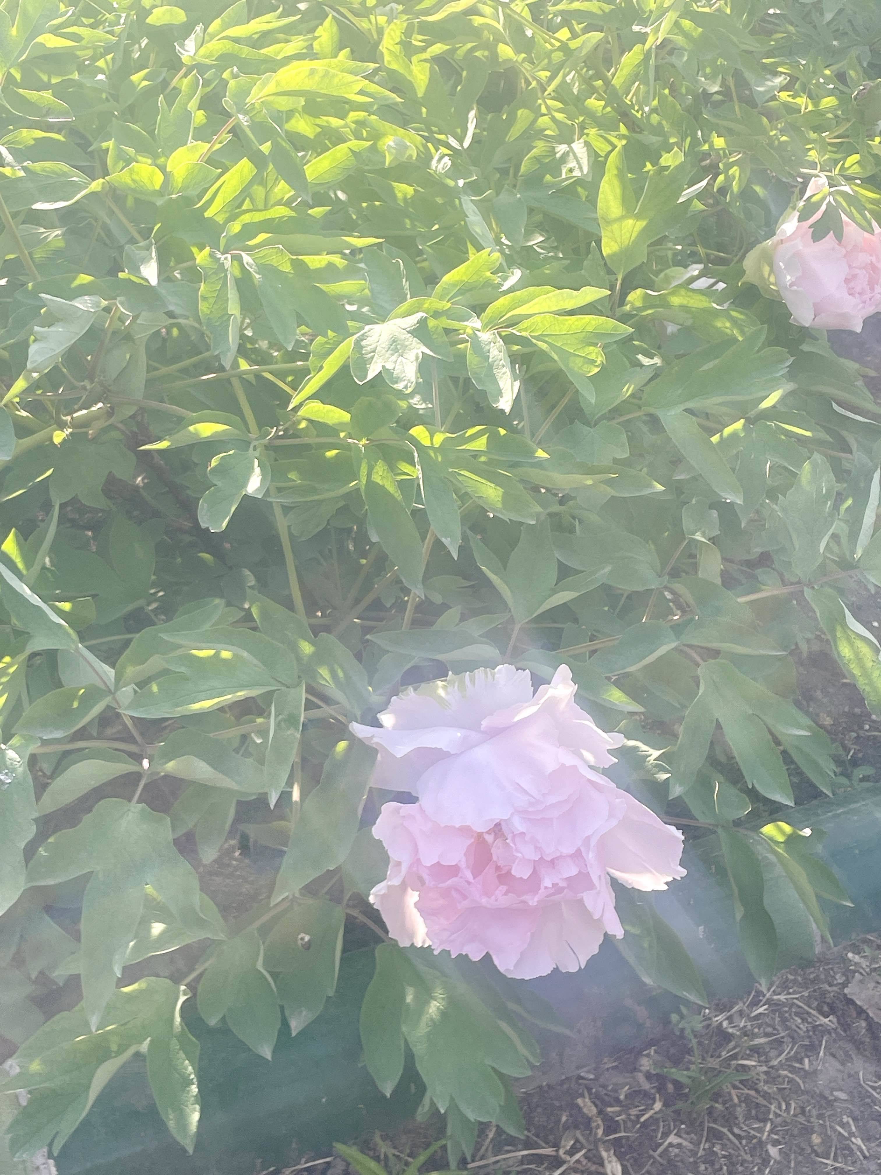 龙龙