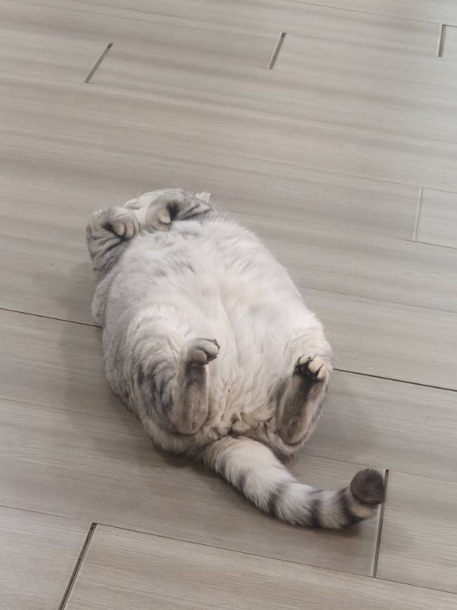 一只橙子