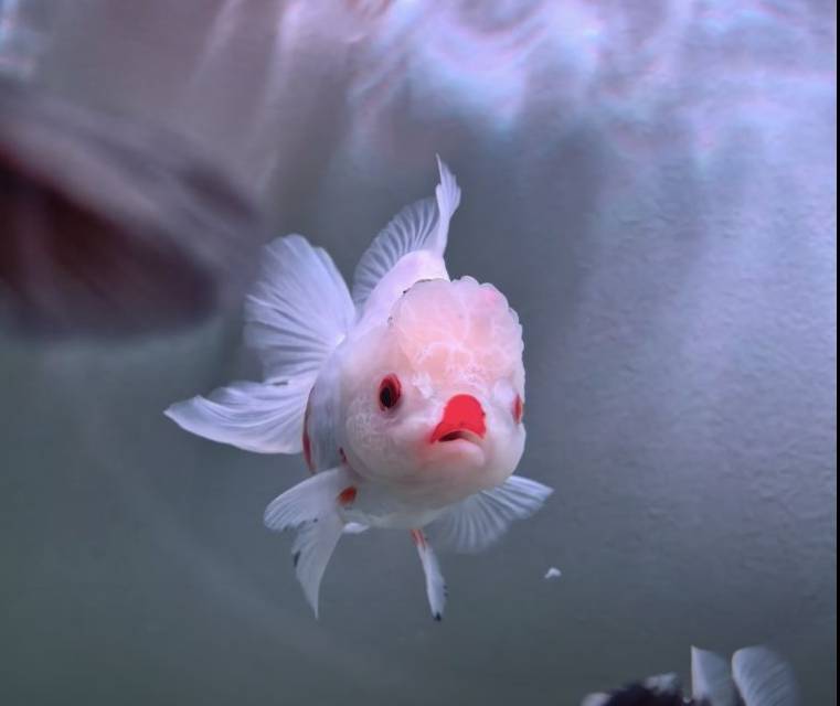 拾碎