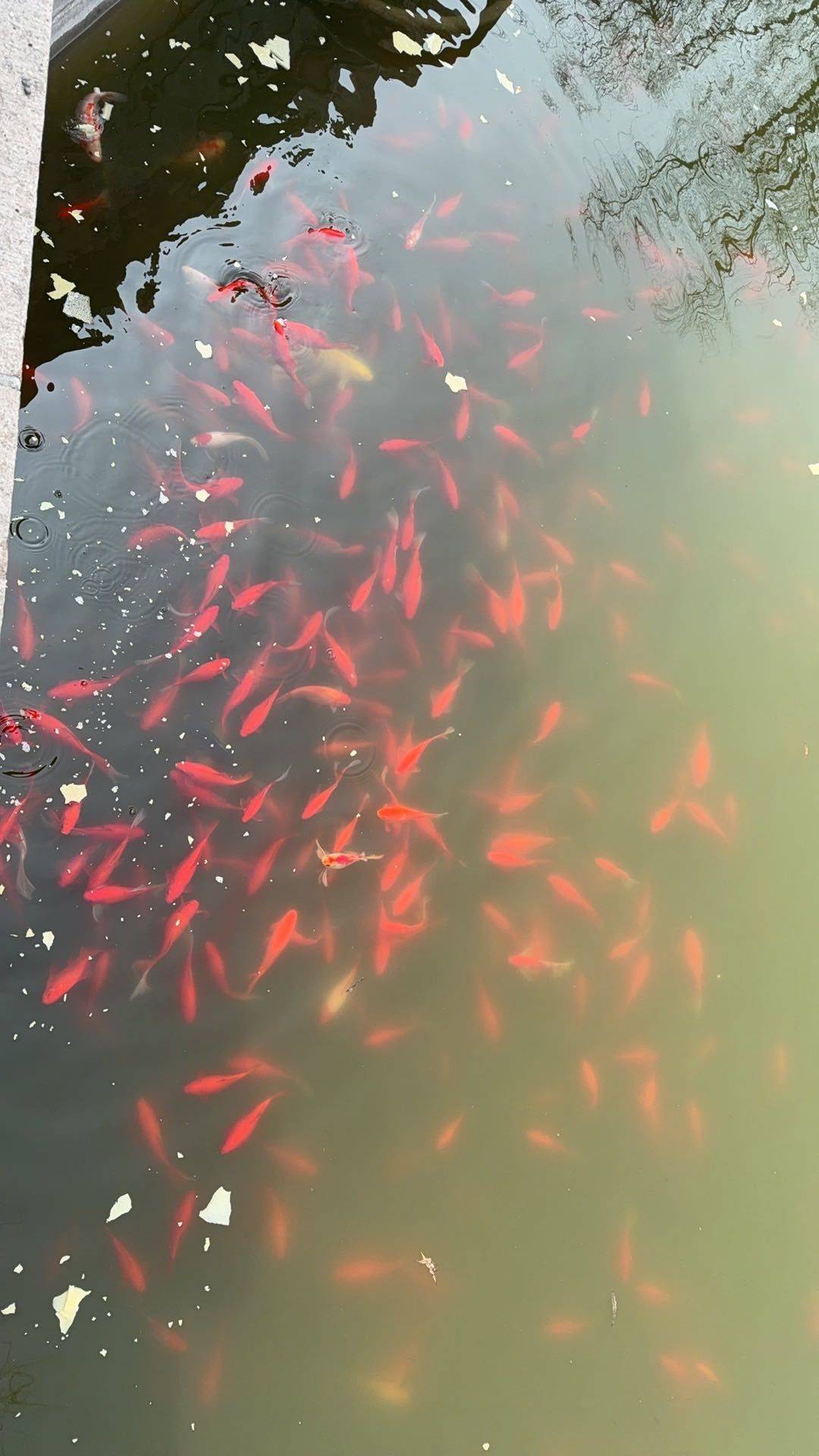 小金豆.