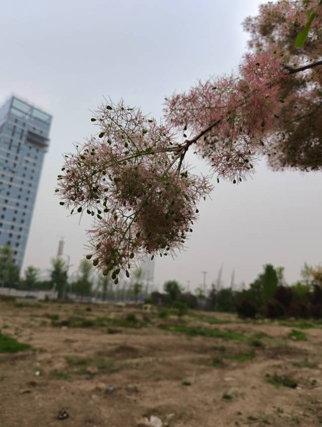 李大宝