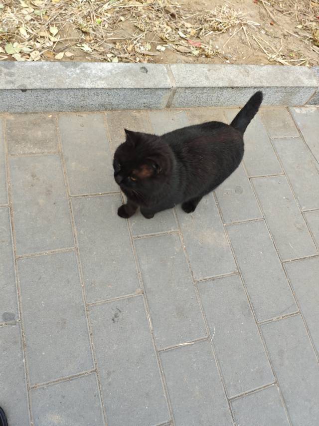 机器猫