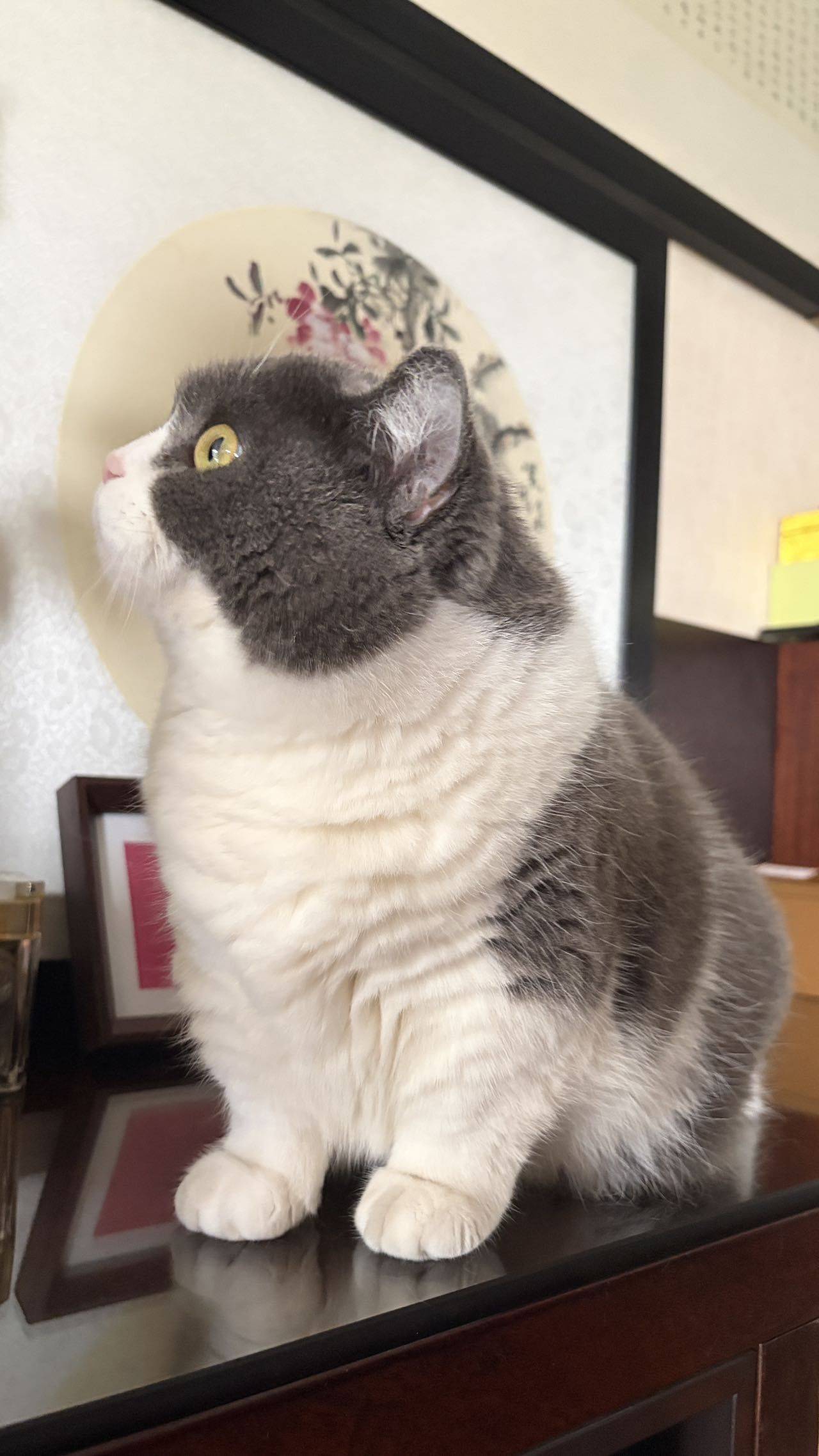 猫肥