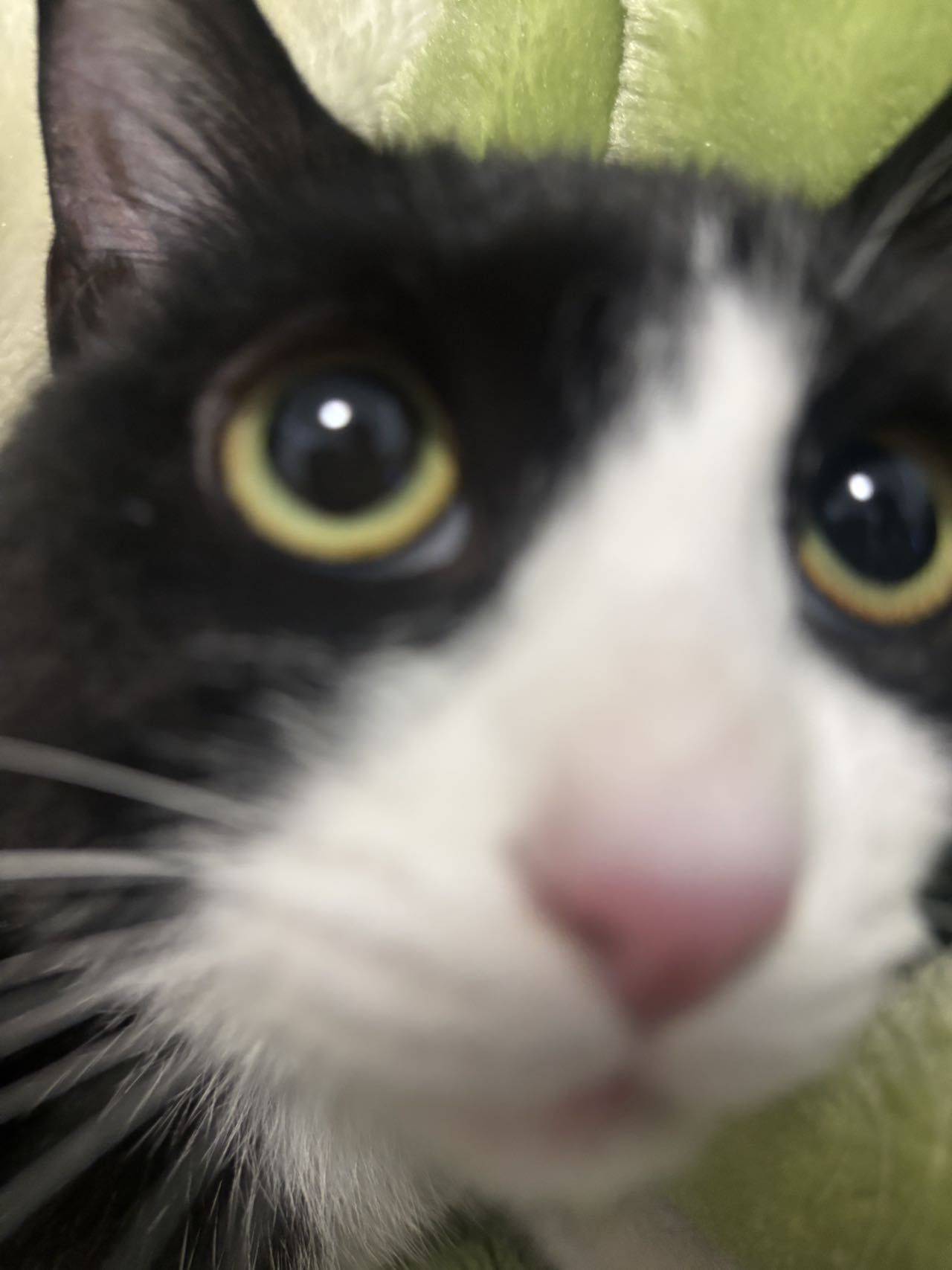 李花猫