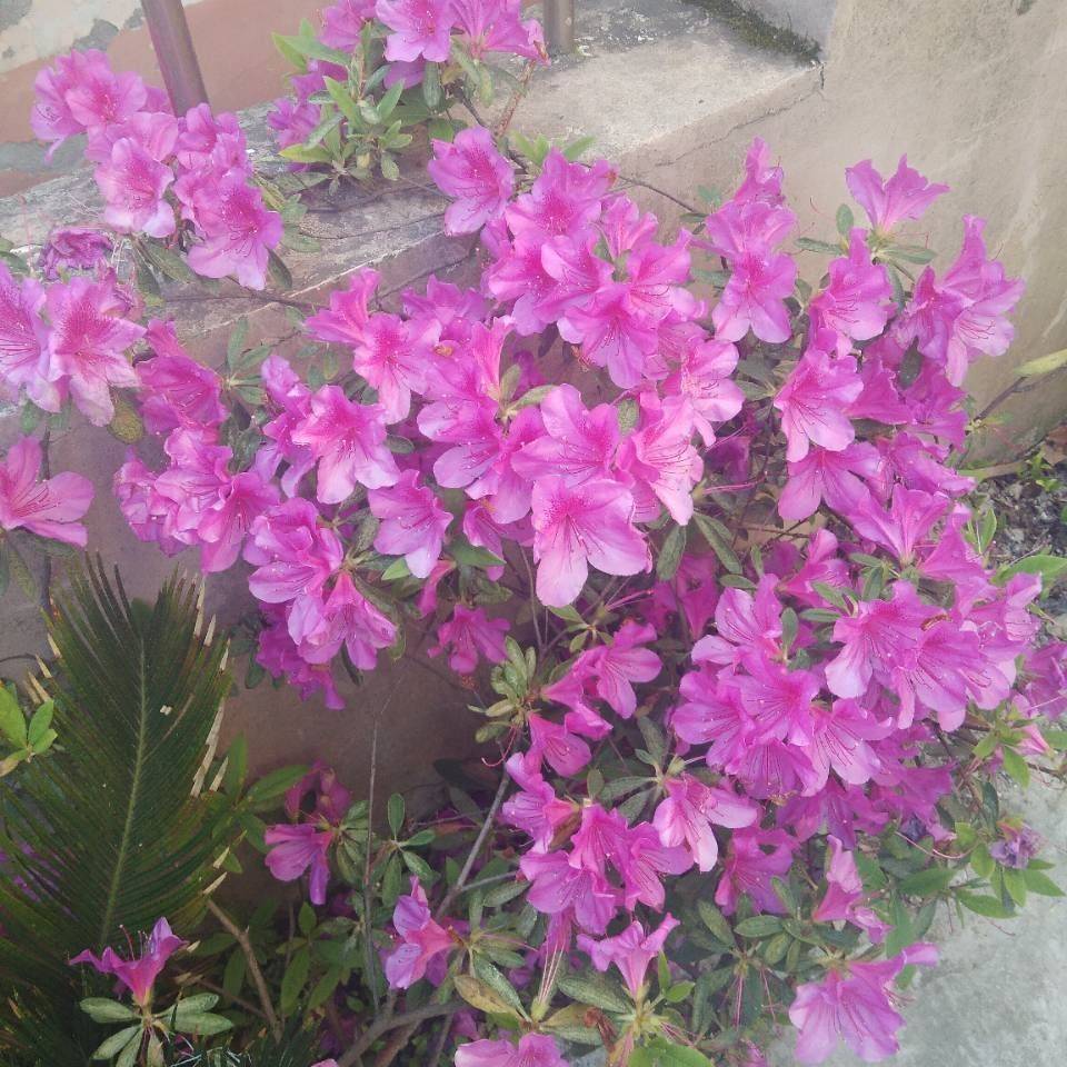 花花