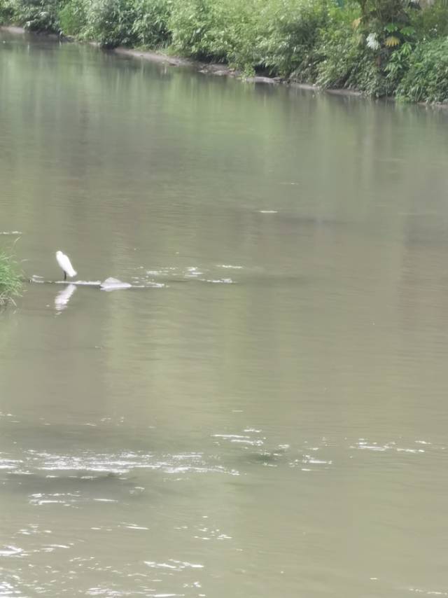 aaa