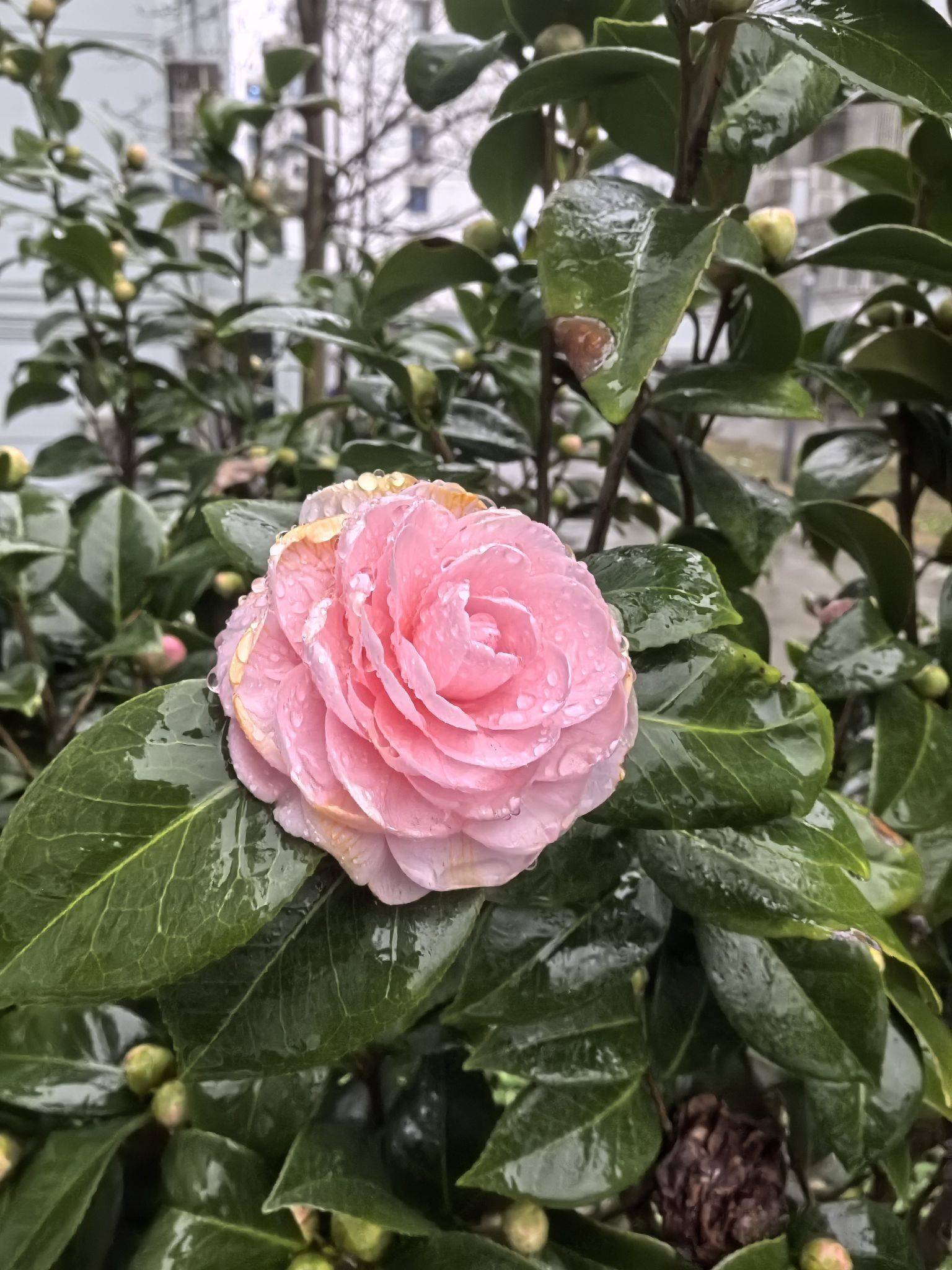昙花一梦