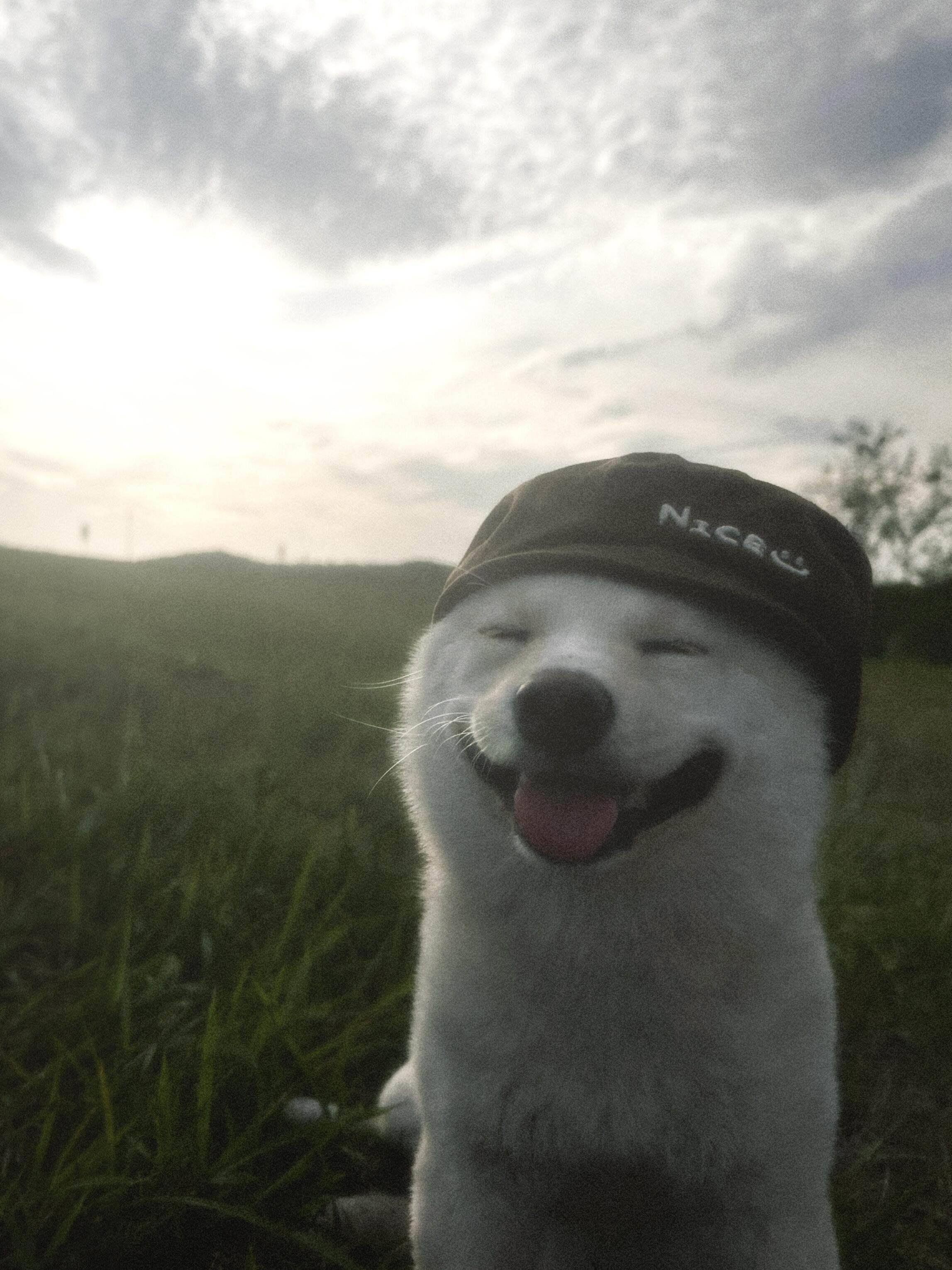 本柯