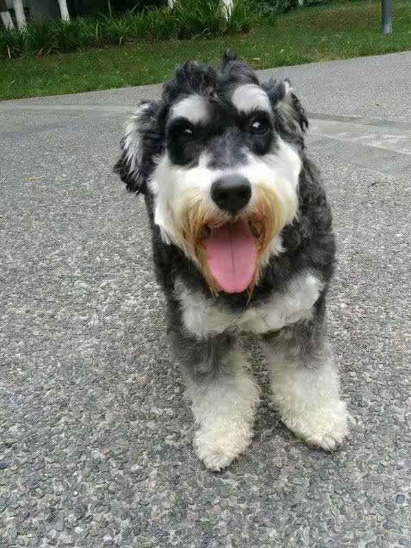 puppy510