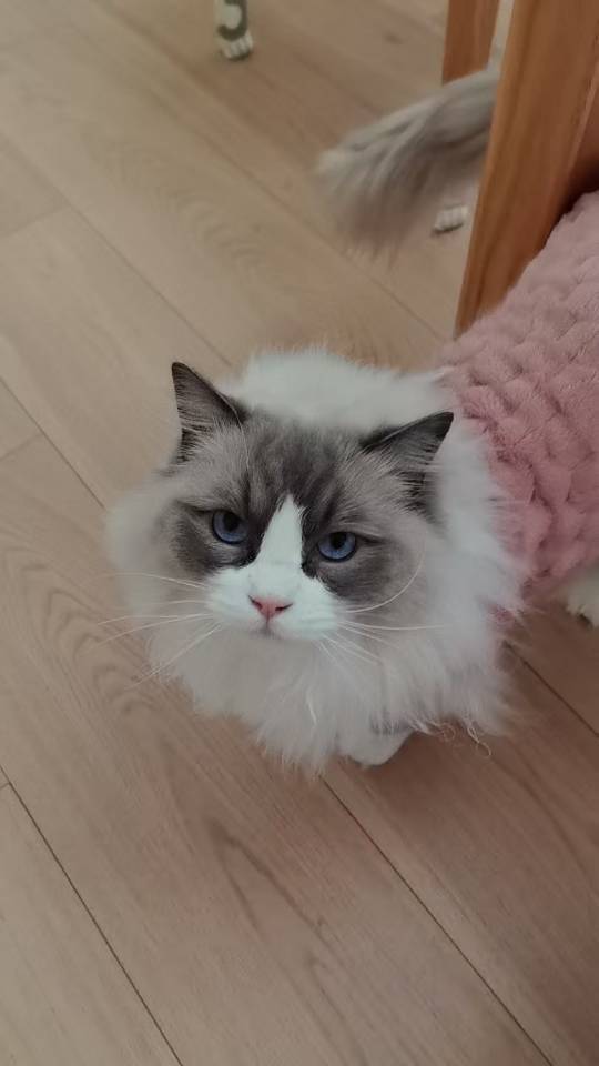 小小蔚蓝星空