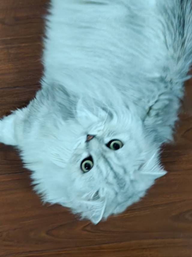 啊啊啊