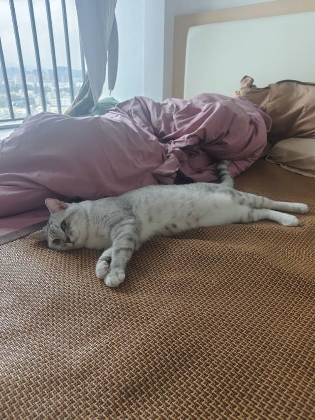 肥猫