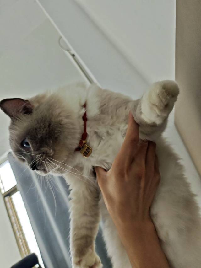 飞翔的企鹅