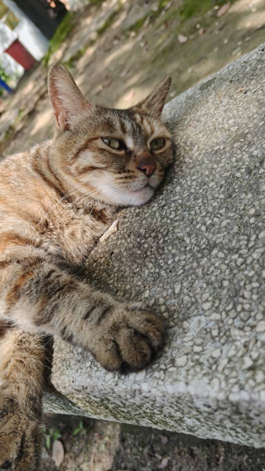 知名大蝴蝶