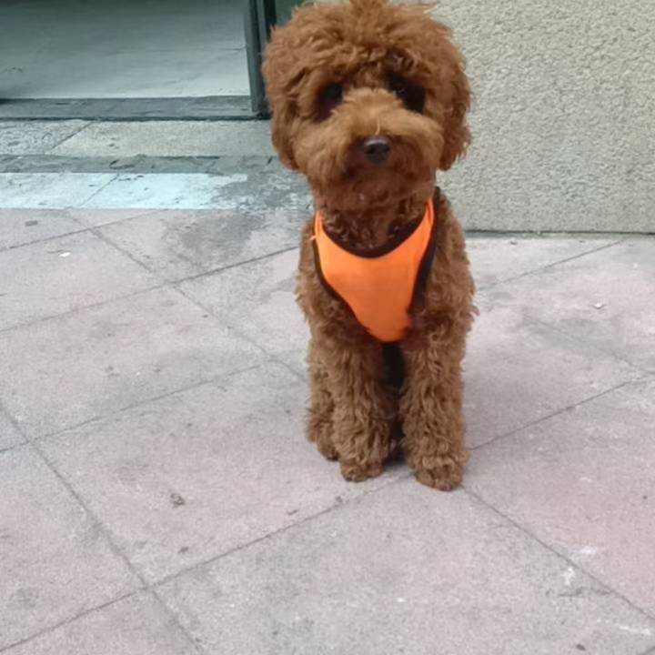 稳稳的幸福