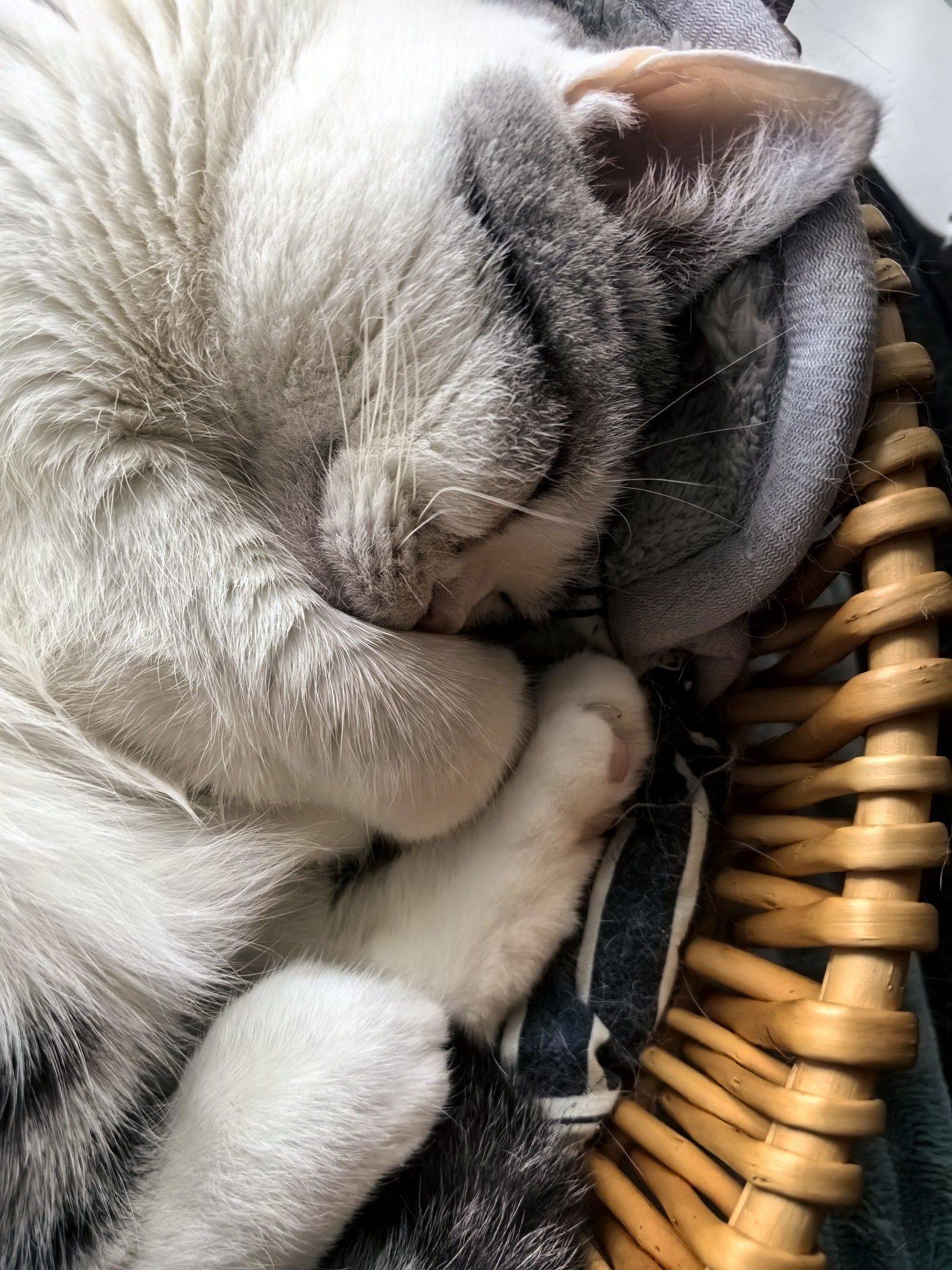 雪小狼