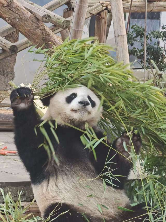小伍