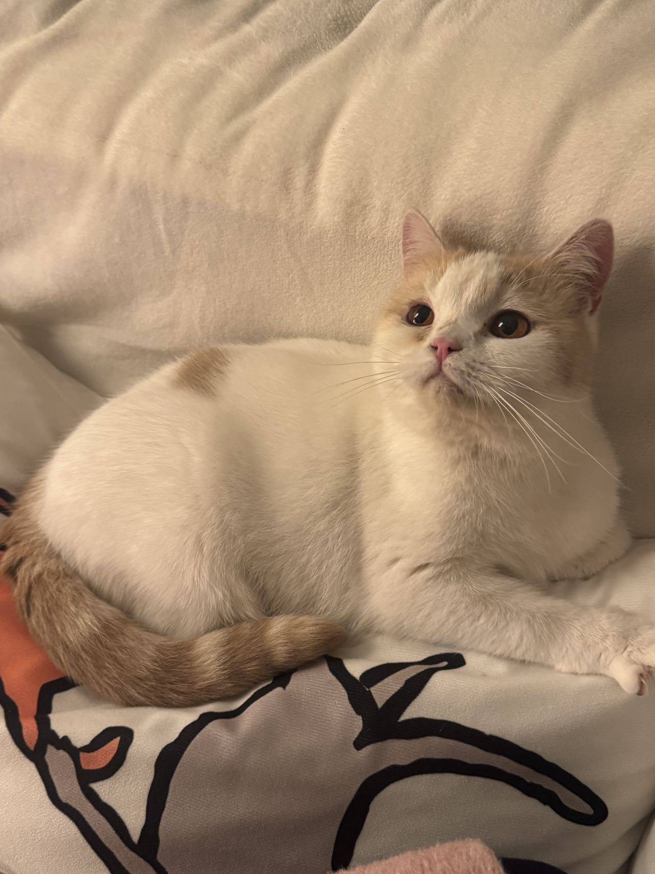 乐小猫