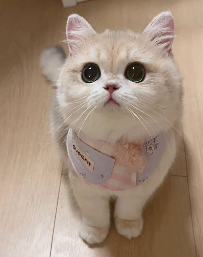 喵
