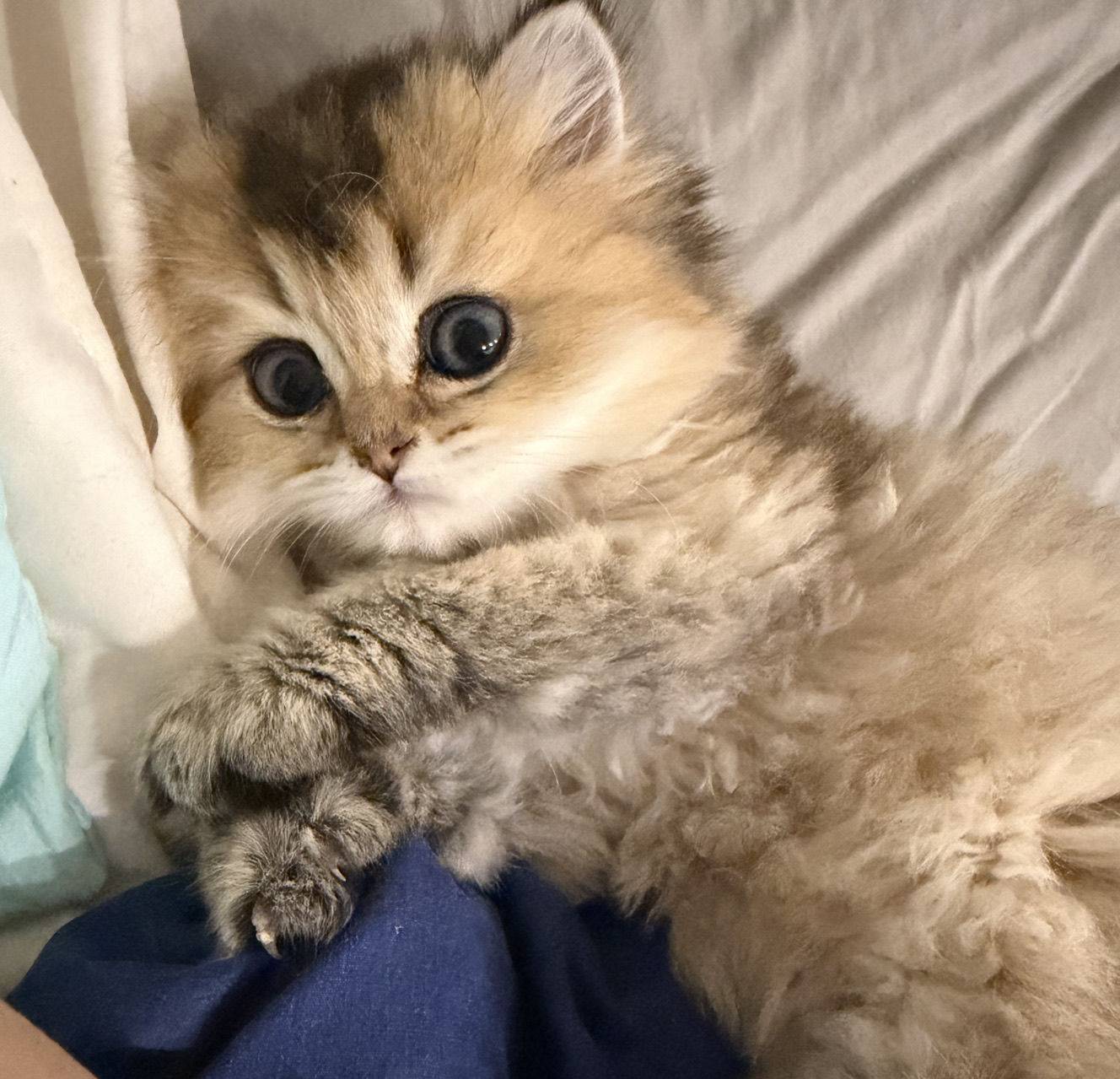 boo
