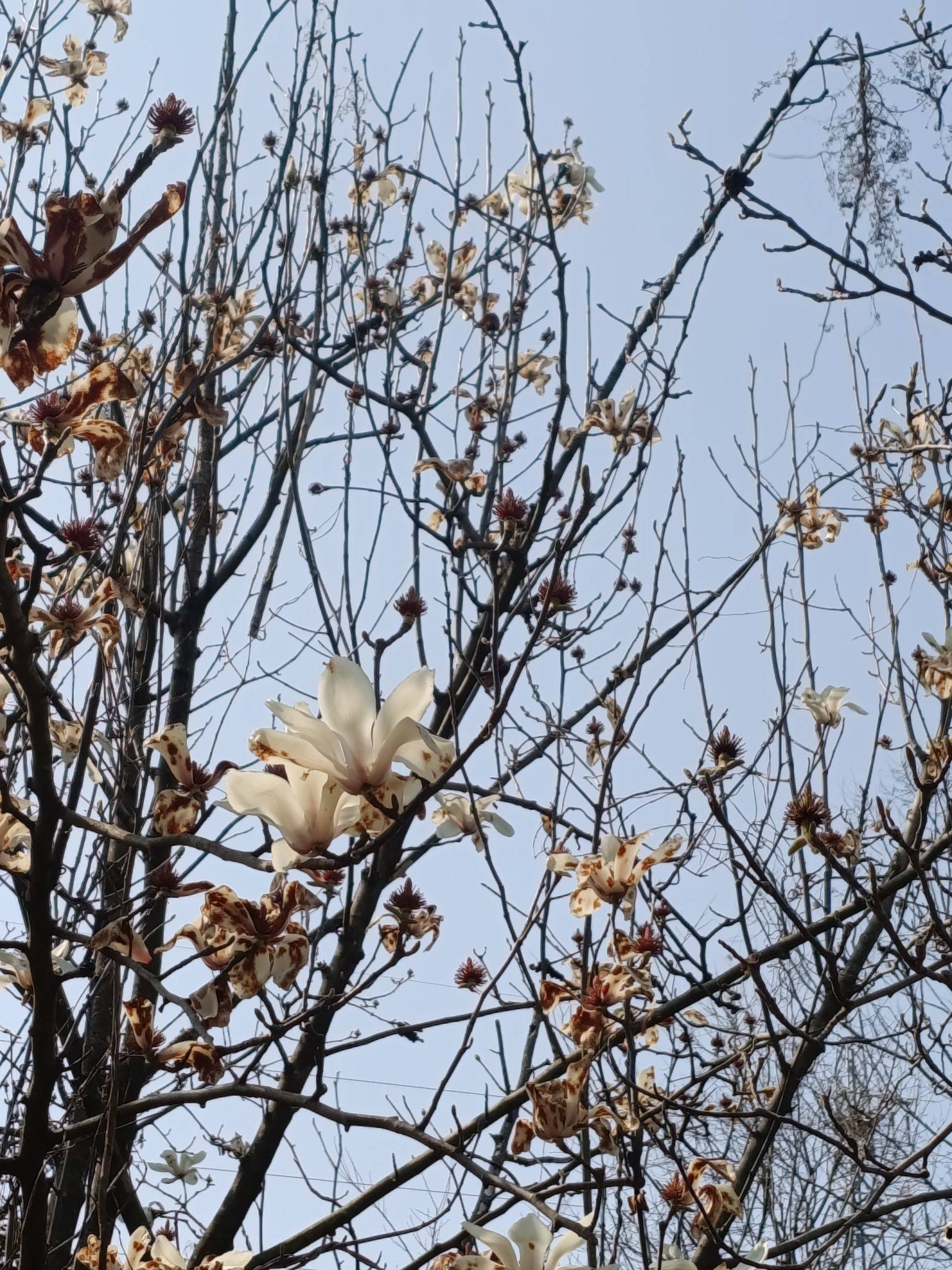 洋洋