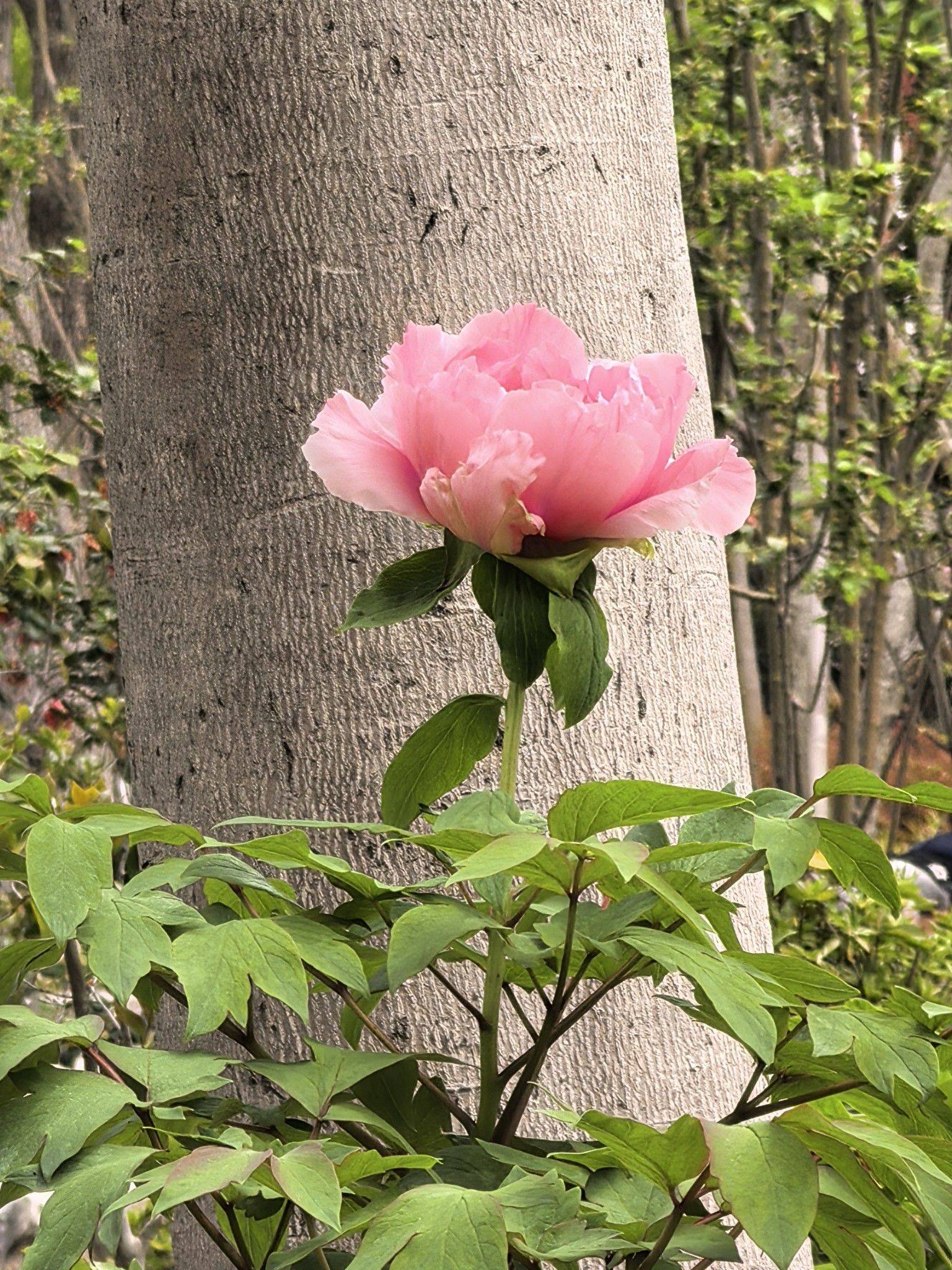 菜菜
