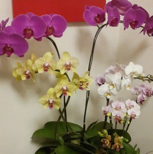 一手房东直租
