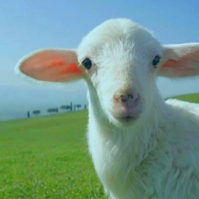 牛尾
