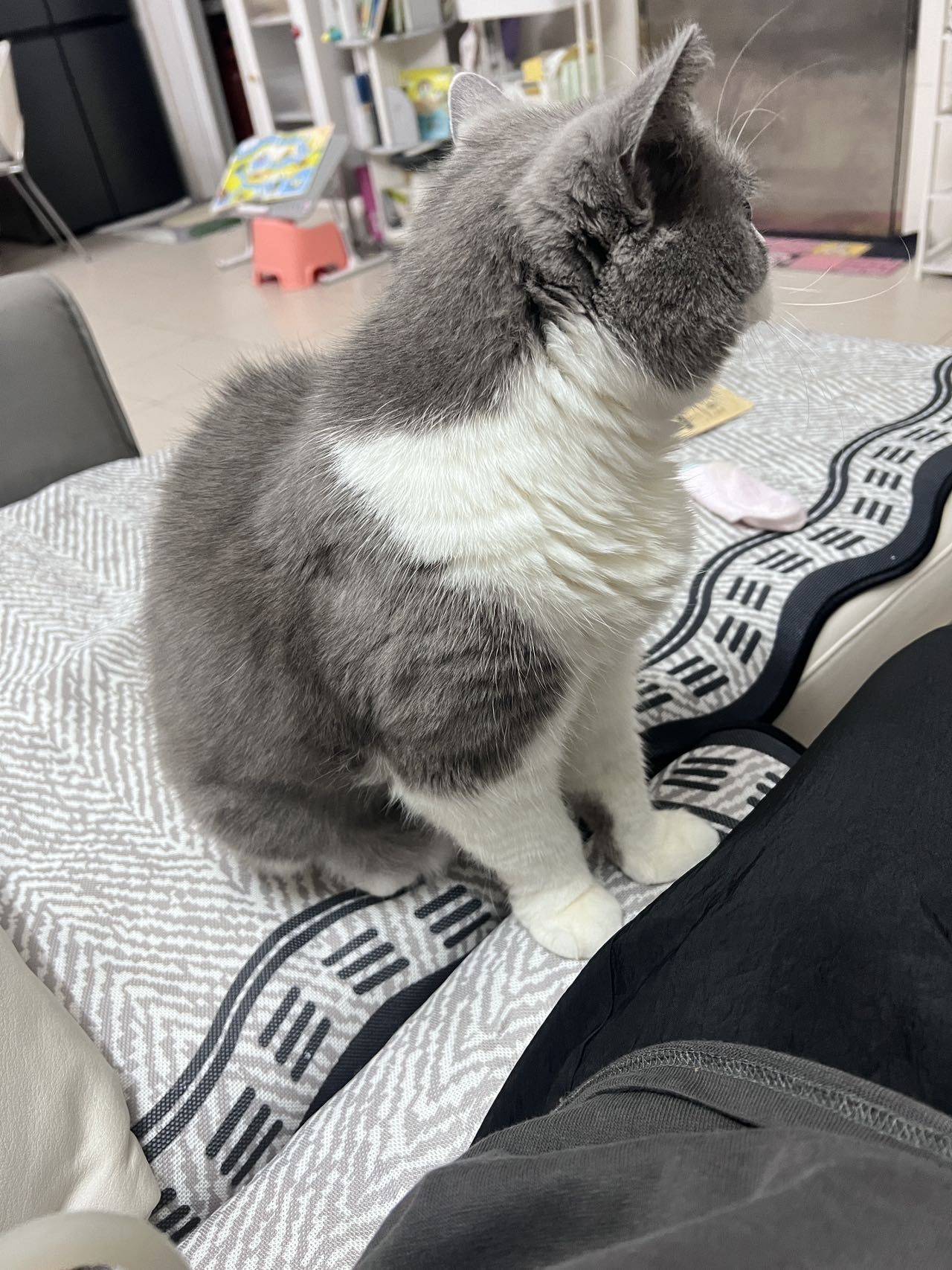 杨
