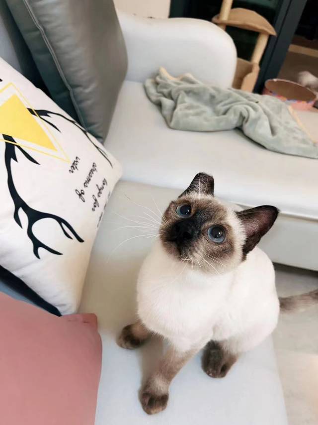 cici