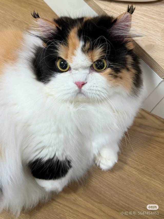 好运小兔